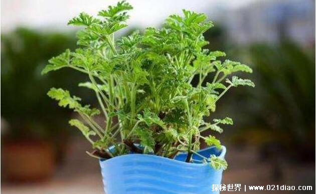 驱蚊草有用吗，实际作用不大(要种满整个床才有显著效果)