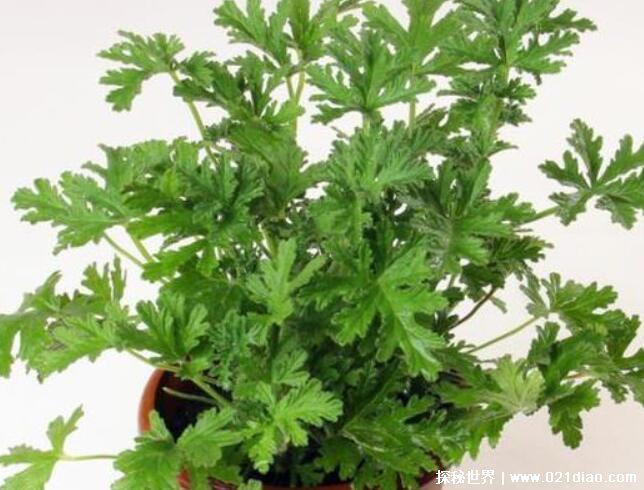 驱蚊草有用吗，实际作用不大(要种满整个床才有显著效果)