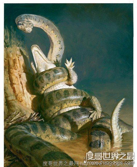 现今世界最大蟒蛇,亚马逊巨蟒(史上最大蟒蛇塞雷洪泰坦蟒)