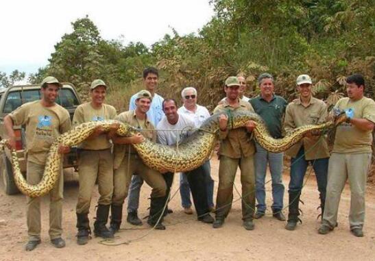 现今世界最大蟒蛇,亚马逊巨蟒(史上最大蟒蛇塞雷洪泰坦蟒)