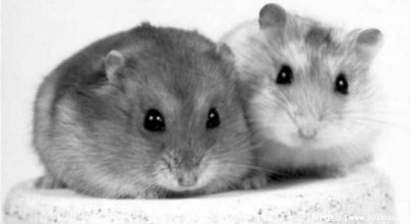 家里放一物绝对没老鼠，这四种东西随便放一种家里都不会有老鼠