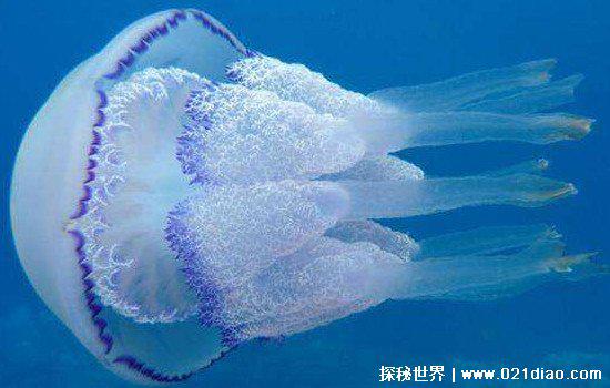 哪个动物没有心脏，水母不光没有心脏就连大脑都没有