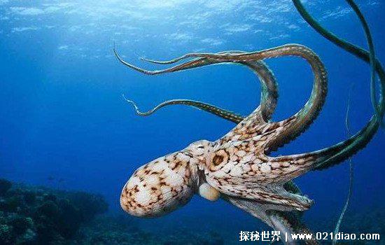 哪个动物没有心脏，水母不光没有心脏就连大脑都没有