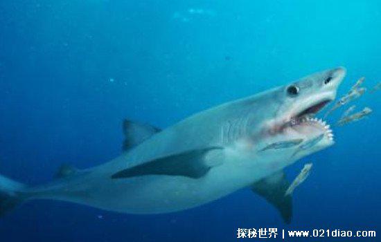 已经灭绝的旋齿鲨有天敌吗，两亿年前海洋霸主(复原图片长这样)