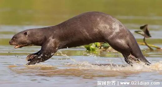 食人鱼的天敌是什么,电鳗/南美巨獭/刺鲶(电鳗是水生动物的克星)