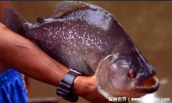 食人鱼的天敌是什么,电鳗/南美巨獭/刺鲶(电鳗是水生动物的克星)