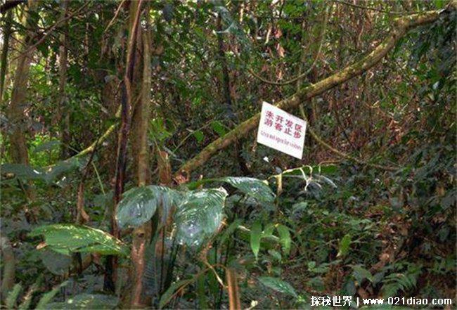 世界上毒性最强烈的树,箭毒木(含有剧毒)