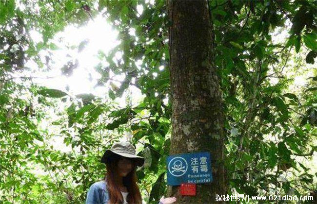 世界上毒性最强烈的树,箭毒木(含有剧毒)