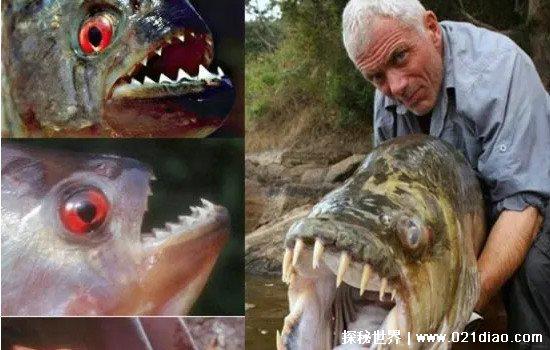 食人鲳的天敌是什么，最怕电鳗(电鳗轻易电晕食人鲳然后吃掉)