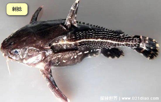 食人鲳的天敌是什么，最怕电鳗(电鳗轻易电晕食人鲳然后吃掉)