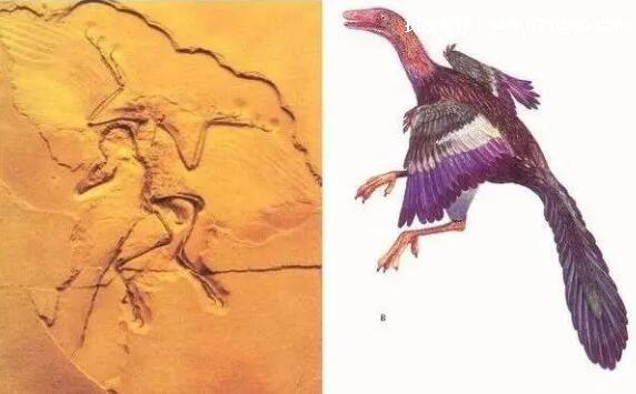 鸡的祖先是恐龙吗，是的(两者DNA相似度高达80%以上)