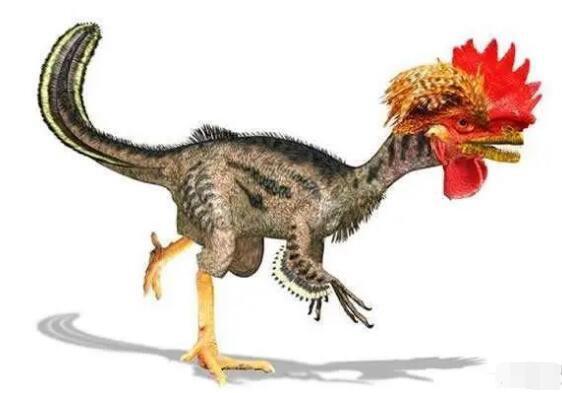 鸡的祖先是恐龙吗，是的(两者DNA相似度高达80%以上)