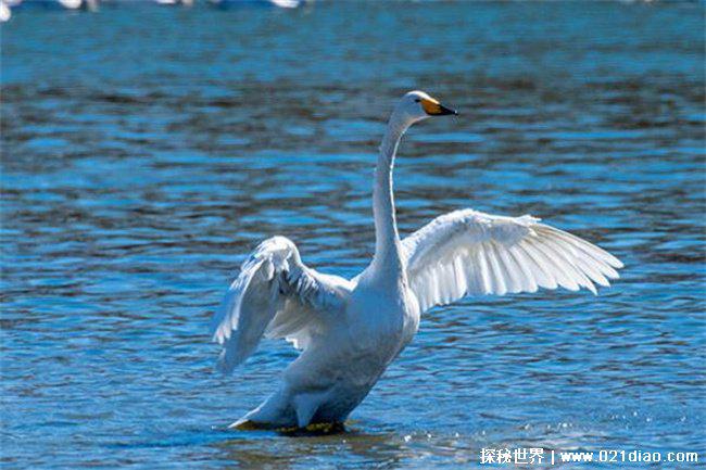 世界十大一夫一妻的动物,天鹅象征着高贵(终身伴侣制)