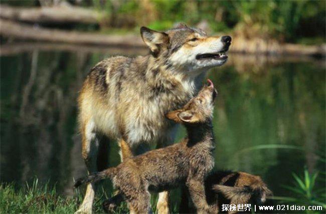 世界十大一夫一妻的动物,天鹅象征着高贵(终身伴侣制)