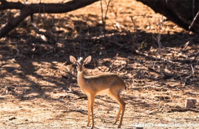 世界十大一夫一妻的动物,天鹅象征着高贵(终身伴侣制)