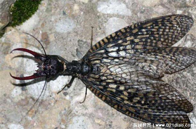 世界上最大昆虫,是一种长相凶猛的越中巨齿蛉(长相凶猛)