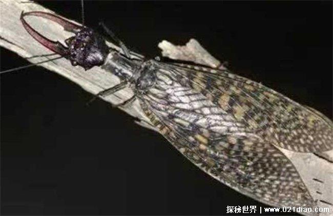 世界上最大昆虫,是一种长相凶猛的越中巨齿蛉(长相凶猛)
