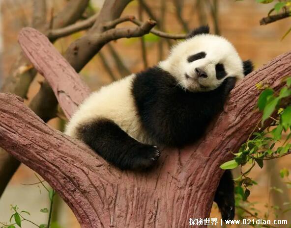 大熊猫是猫吗，是熊不是猫(本名为猫熊因过于可爱而改为熊猫)