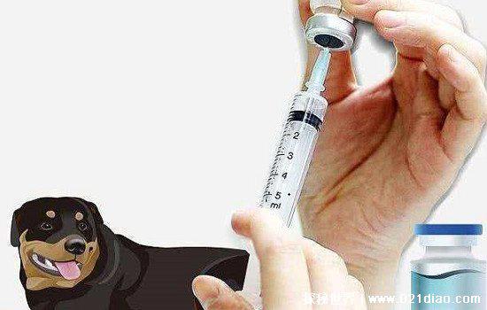 狗狗舔主人手脚意味着什么,喜欢主人对其表达爱的一种方式