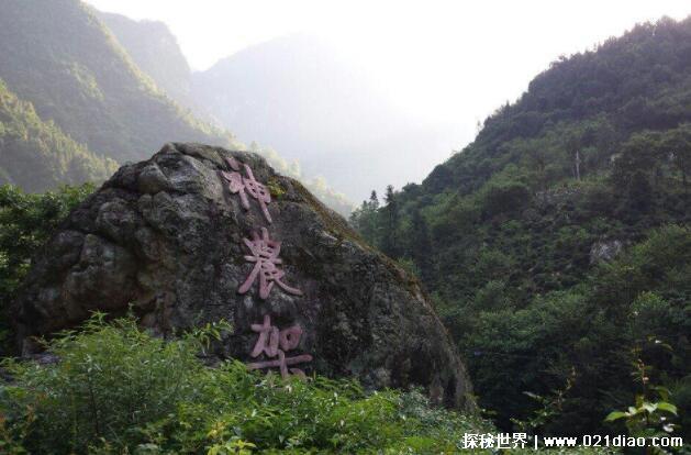 神农架深处为何进不去，都是为大家的安全着想(不只因为野人)