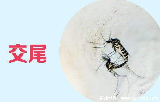 蚊子只吸人血吗，不是(也吸其它动物的血/雄蚊不吸血)