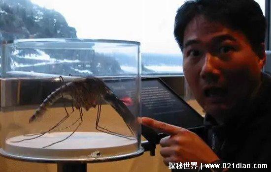 蚊子只吸人血吗，不是(也吸其它动物的血/雄蚊不吸血)