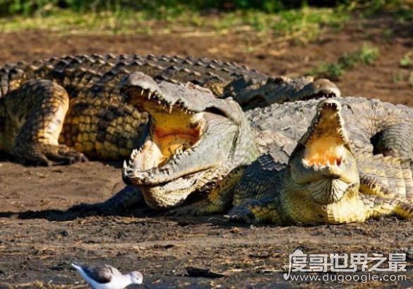 世界上最勇敢的鸟,牙签鸟(竟然能和鳄鱼成为朋友)