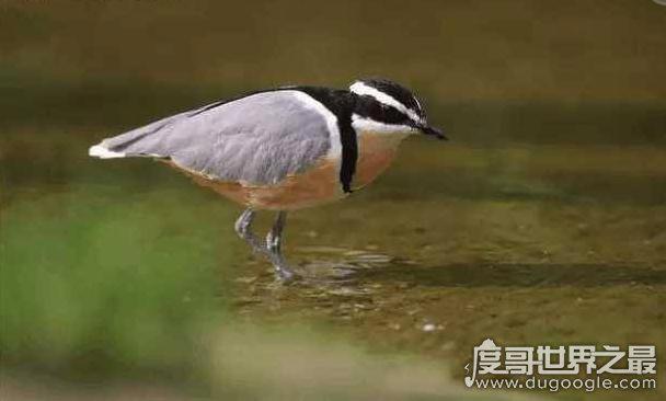 世界上最勇敢的鸟,牙签鸟(竟然能和鳄鱼成为朋友)