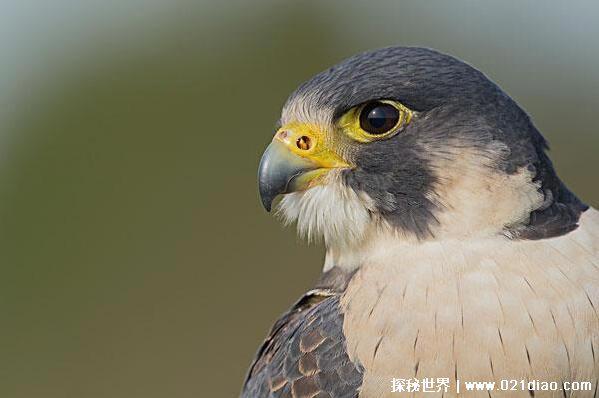 世界上飞的最快的鸟排行，游隼速度超过高铁(389.5公里/时)