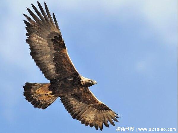 世界上飞的最快的鸟排行，游隼速度超过高铁(389.5公里/时)