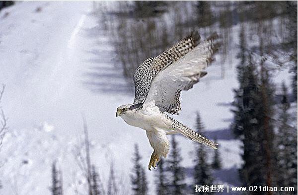 世界上飞的最快的鸟排行，游隼速度超过高铁(389.5公里/时)