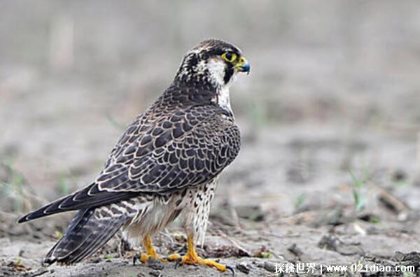 世界上飞的最快的鸟排行，游隼速度超过高铁(389.5公里/时)