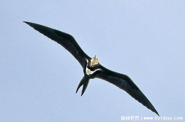 世界上飞的最快的鸟排行，游隼速度超过高铁(389.5公里/时)