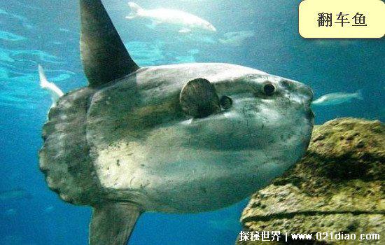 长白山天池水怪之谜真相已被破解,专家解释翻车鱼就是水怪