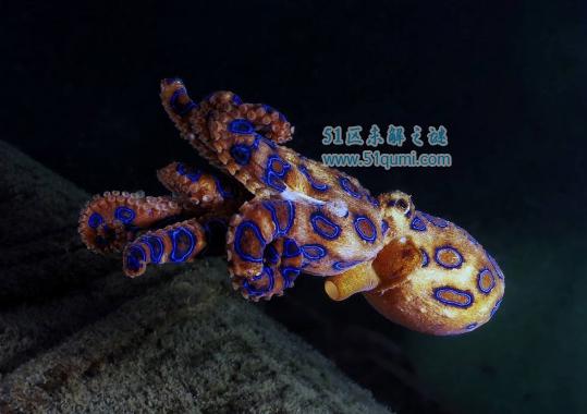 十大世界最恐怖的海底生物,腔棘鱼活的最长久!