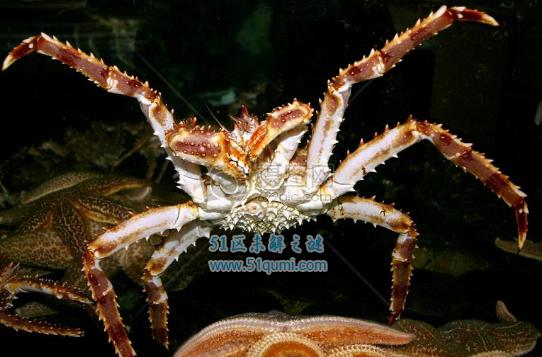 十大世界最恐怖的海底生物,腔棘鱼活的最长久!