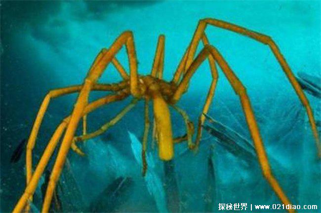 海蜘蛛，就是生活在海里的蜘蛛(没有天敌)