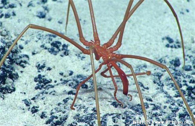 海蜘蛛，就是生活在海里的蜘蛛(没有天敌)