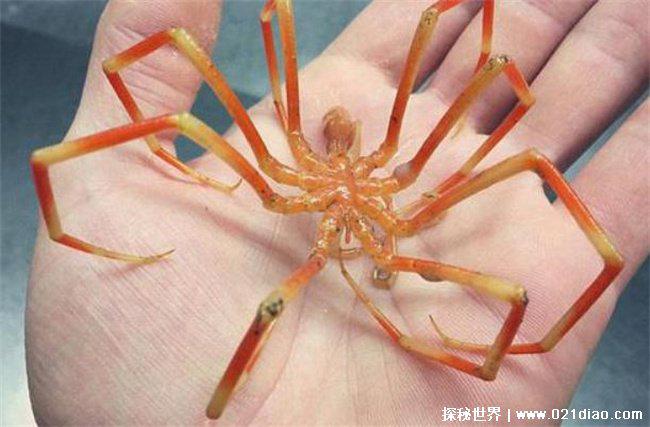 海蜘蛛，就是生活在海里的蜘蛛(没有天敌)