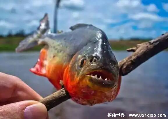 食人鱼可以吃吗,可以吃但不好吃(肉质很厚吃起来比较老)