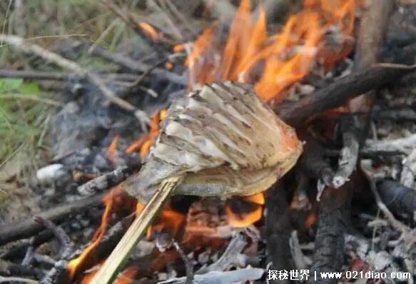 食人鱼可以吃吗,可以吃但不好吃(肉质很厚吃起来比较老)