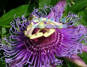 日轮花是什么?揭秘日轮花吃人真相