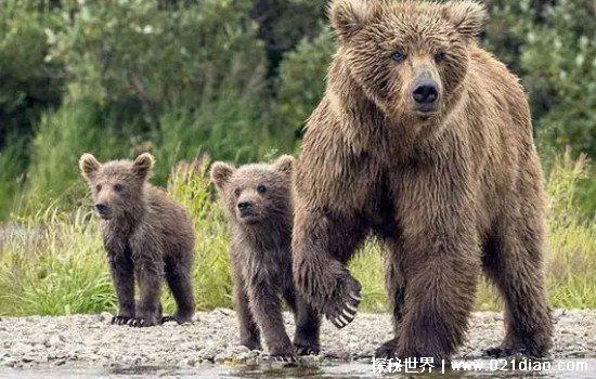 熊的天敌是什么动物，处在食物链顶端没有任何天敌