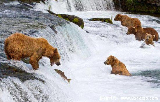 熊的天敌是什么动物，处在食物链顶端没有任何天敌