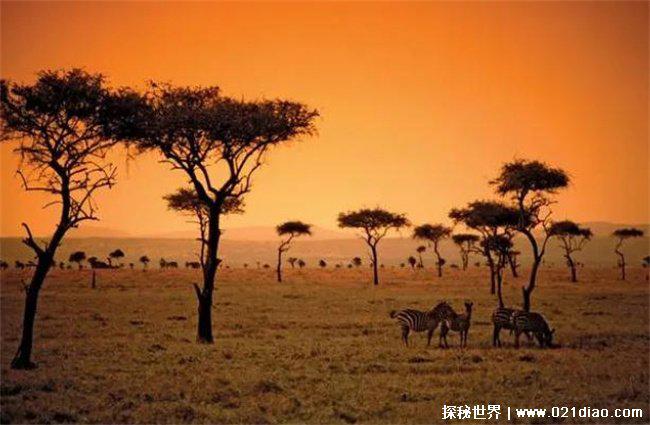 母羊生下黑面人脸羊,Cyclopia先天性缺陷 (基因缺失)