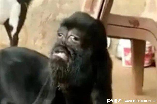 母羊生下黑面人脸羊,Cyclopia先天性缺陷 (基因缺失)