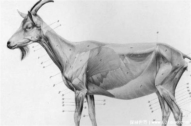 母羊生下黑面人脸羊,Cyclopia先天性缺陷 (基因缺失)