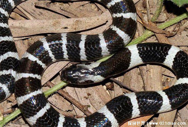 中国十大毒蛇排名，银环蛇排名第一(毒性最强)