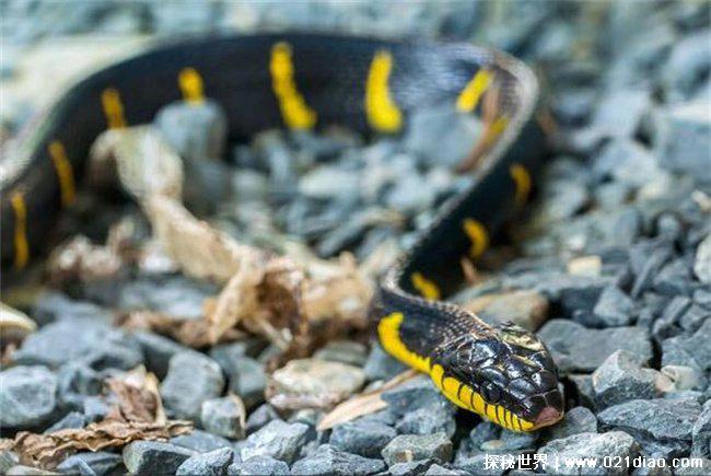 中国十大毒蛇排名，银环蛇排名第一(毒性最强)