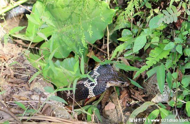 中国十大毒蛇排名，银环蛇排名第一(毒性最强)